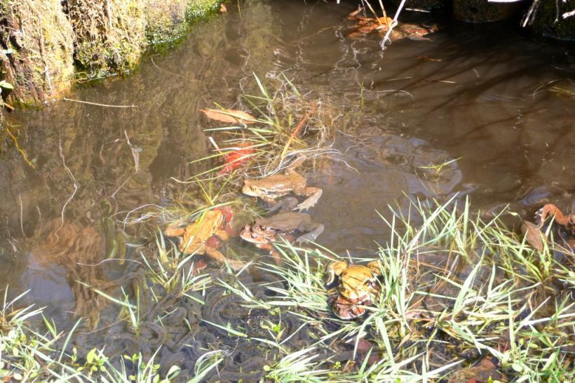 川の水の中で何匹ものカエルが泳いでいる様子が良く見える写真