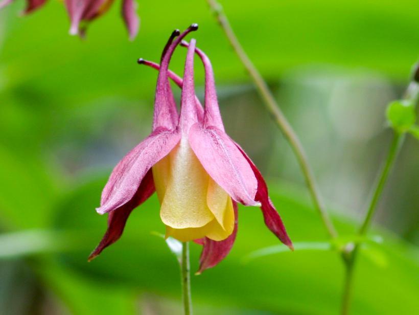 外側がピンク色で、内側に黄色の花を咲かせるヤマオダマキの写真