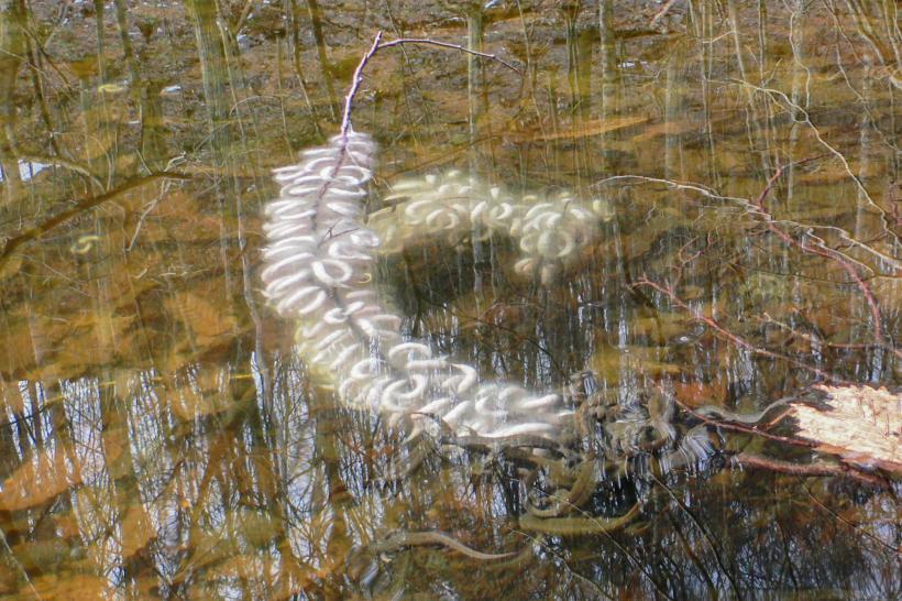 春の水中花と言われるクロサンショウウオの卵のう群の写真