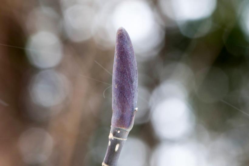 放牧場の付近で見つけたホオノキの芽の写真