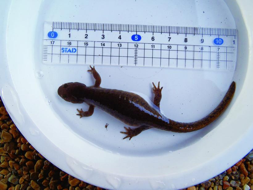 定規で長さを測るお腹の大きいトウホクサンショウウオ(メス)写真