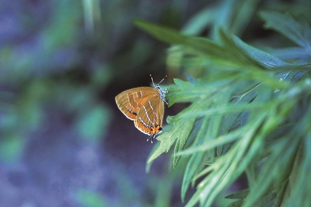緑の雑草の上にとまるアカシジミの写真