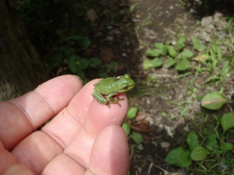 2センチメートルぐらいの緑色のモリアオガエルの写真