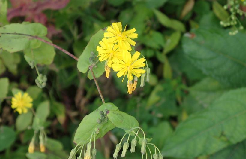 畦道に咲く黄色のヤクシソウの花の写真