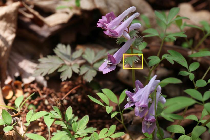 山地に咲く紫色のヤマエンゴサクの花の写真