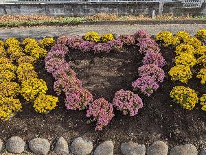 ぽっぽ通り花の会2