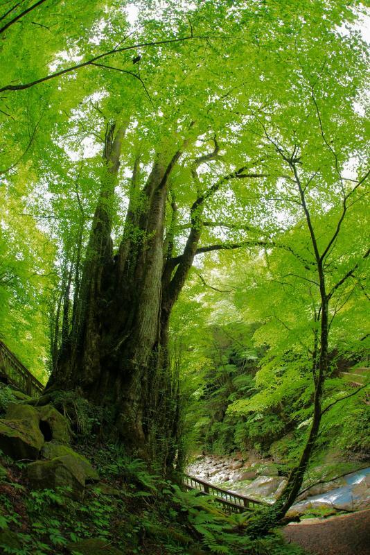 山の斜面にそびえる桂の大木の写真。木のすぐ近くに斜面に沿って遊歩道が設けられているのが確認できる