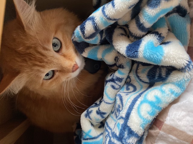 ねこ2