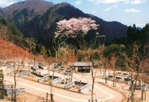 青空の下で花を咲かせている大きな一本の桜の木のそばに建物がある塩原温泉さくら公園墓地の写真