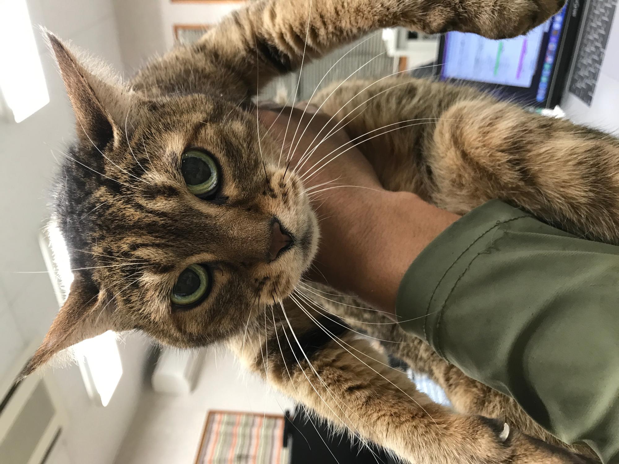 迷子猫1