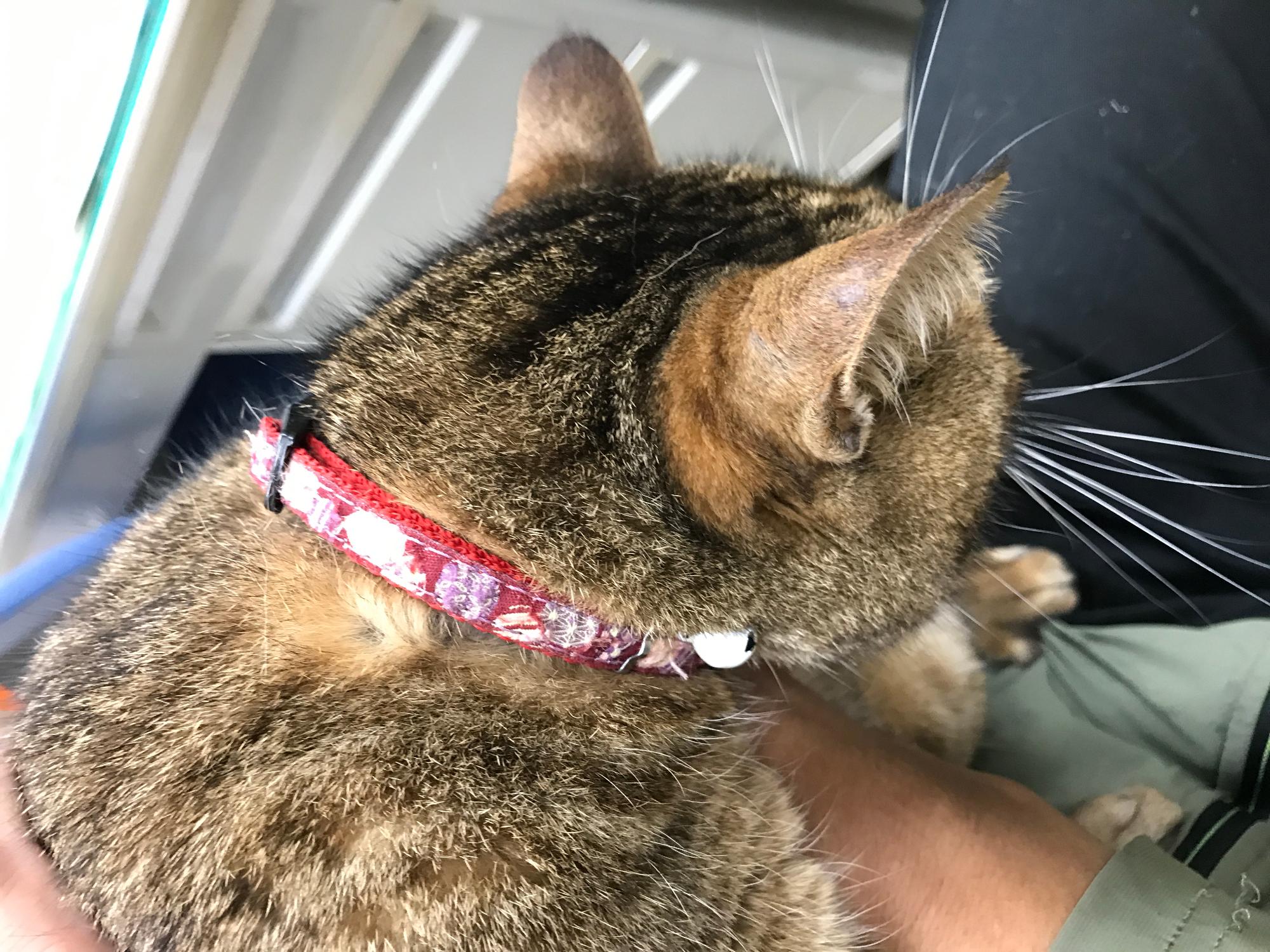 迷子猫2