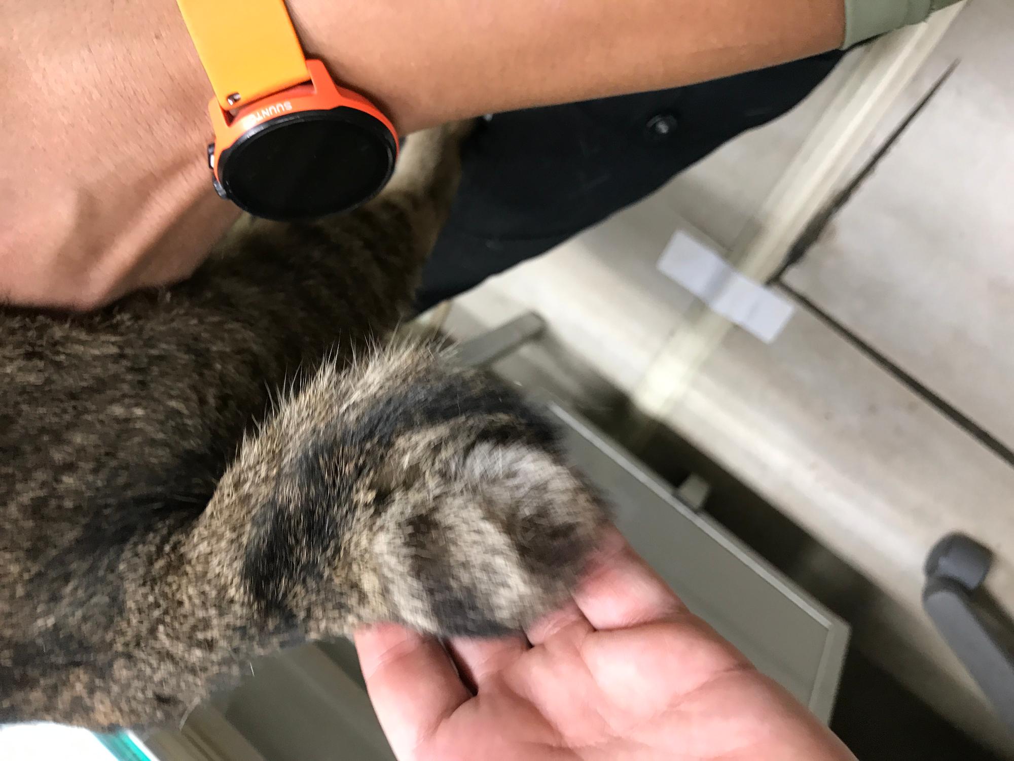迷い猫3