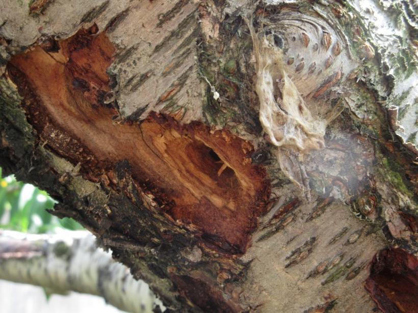 サクラ科の木の幹表面に露出した脱出孔の写真