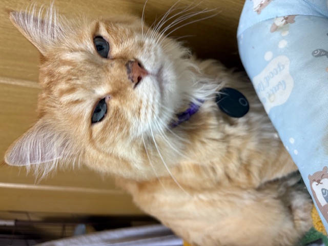 猫画像