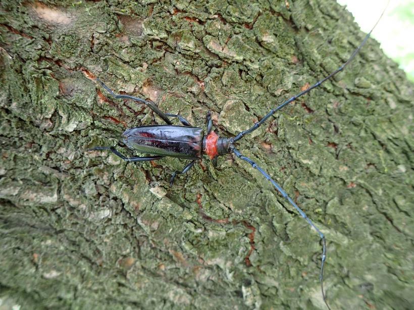木の幹表面を歩く、クビアカツヤカミキリの成虫(メス)の写真
