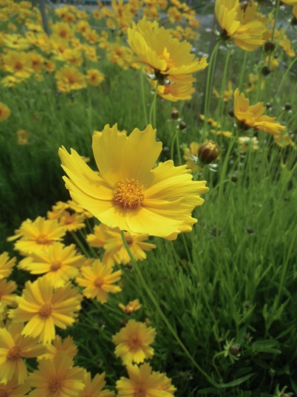 開花したオオキンケイギクの花を接写した写真