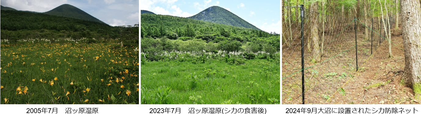 シカ柵