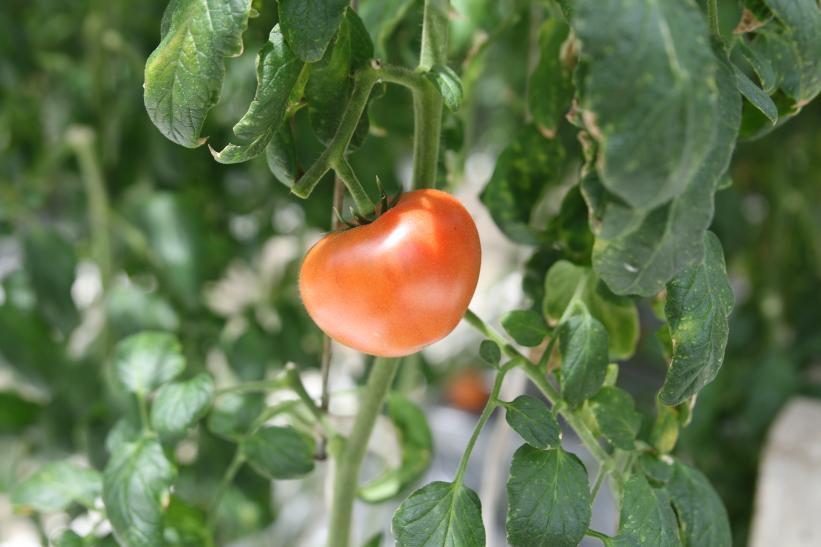 栽培されている畑で真っ赤に育ったトマトの写真