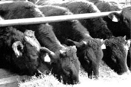 瑞穂農場の牛が数頭並んで餌を食べている写真