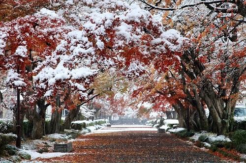 紅葉のトンネルが雪化粧をしている様子の写真