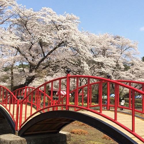 赤い橋の奥で咲き誇っている桜の木々の様子の写真