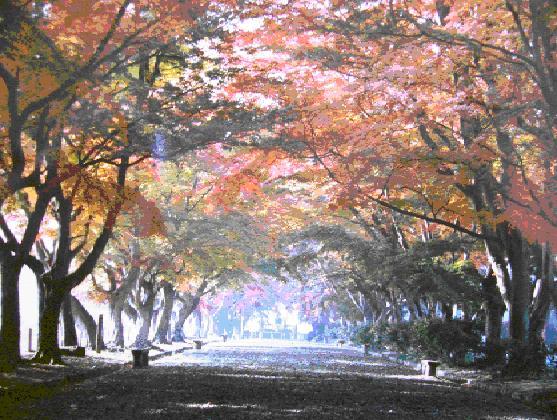 紅葉の並木道が続く大山公園の写真