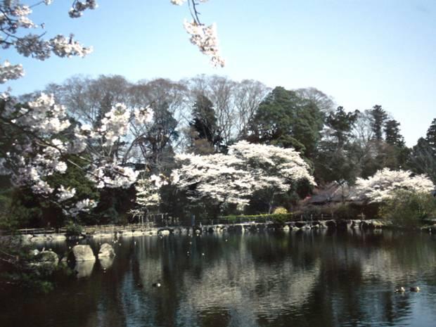 池の周りで桜の花が咲いている乃木公園の写真