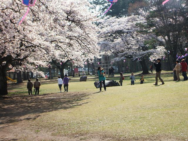 満開の桜が咲き誇る黒磯公園の写真