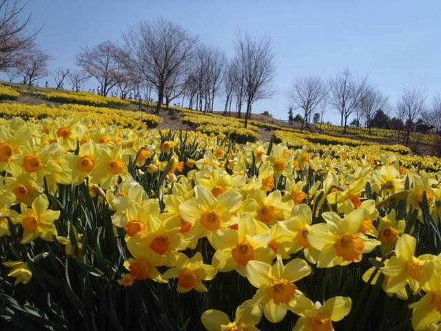 青い空と黄色い花畑が広がる東那須野公園の写真