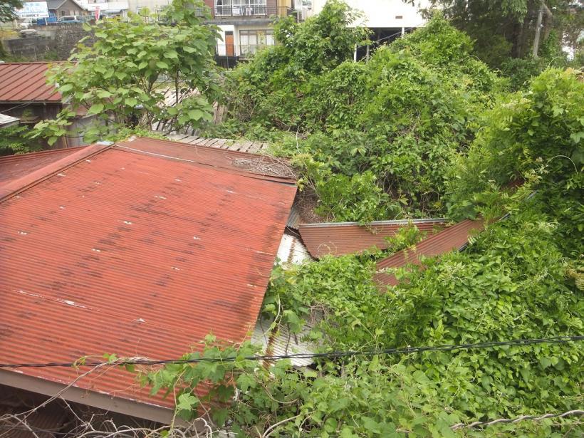 上方から撮影した植物に覆われた赤い屋根が見える解体前の空き家の写真
