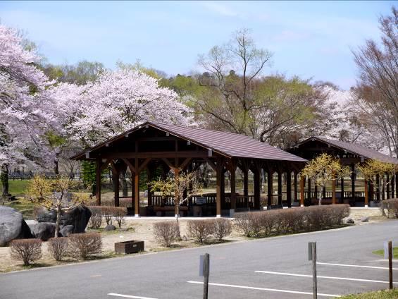 満開の桜を背に、大きな屋根がある屋内バーベキュー場が建っている写真