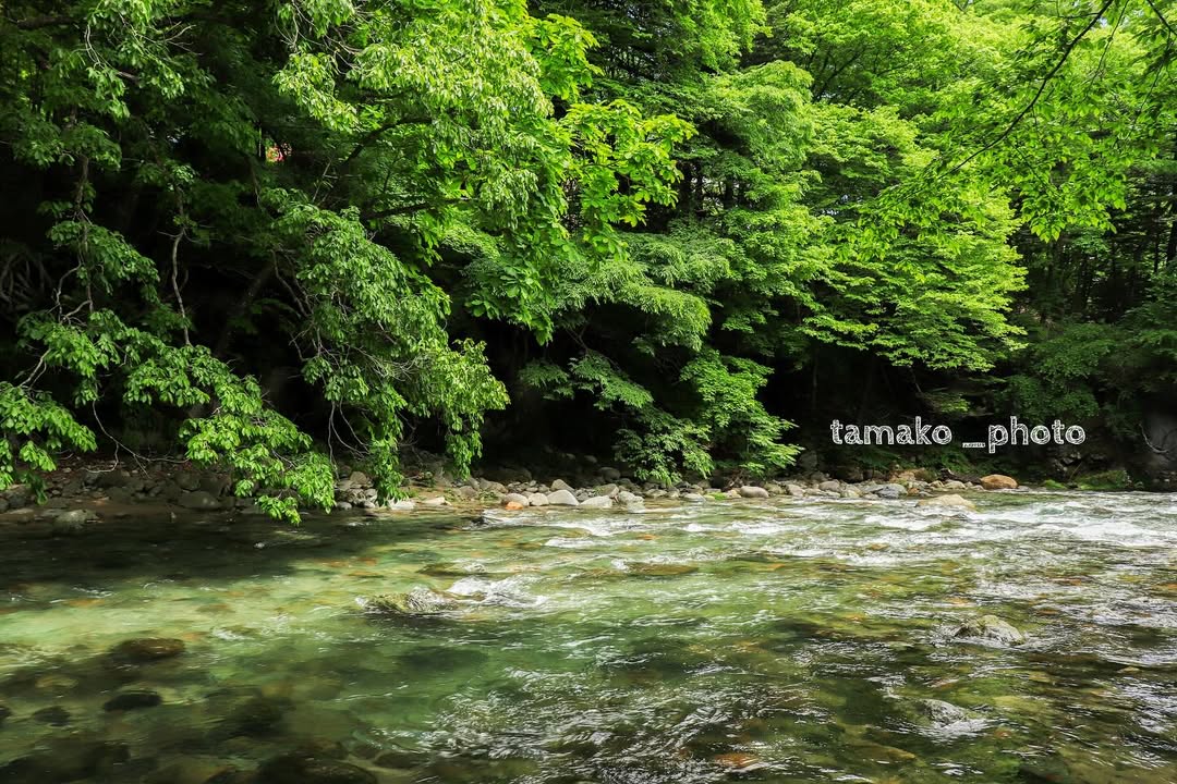 新緑の水鏡