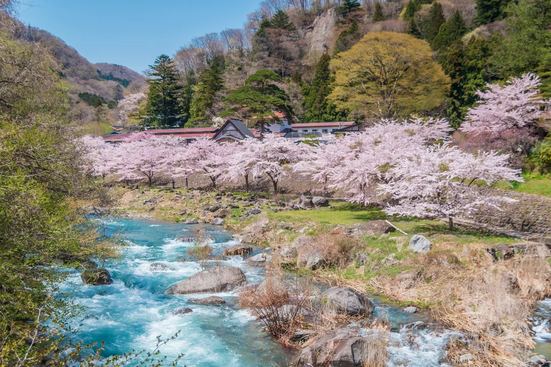 清流と桜が織りなす板室の春