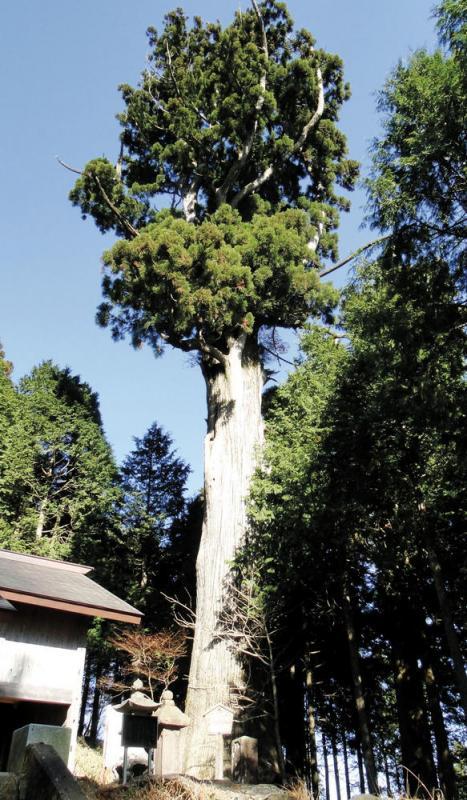 左に建物があり木々に囲まれた、大きく聳え立っている嶽山箒根神社の大杉の写真