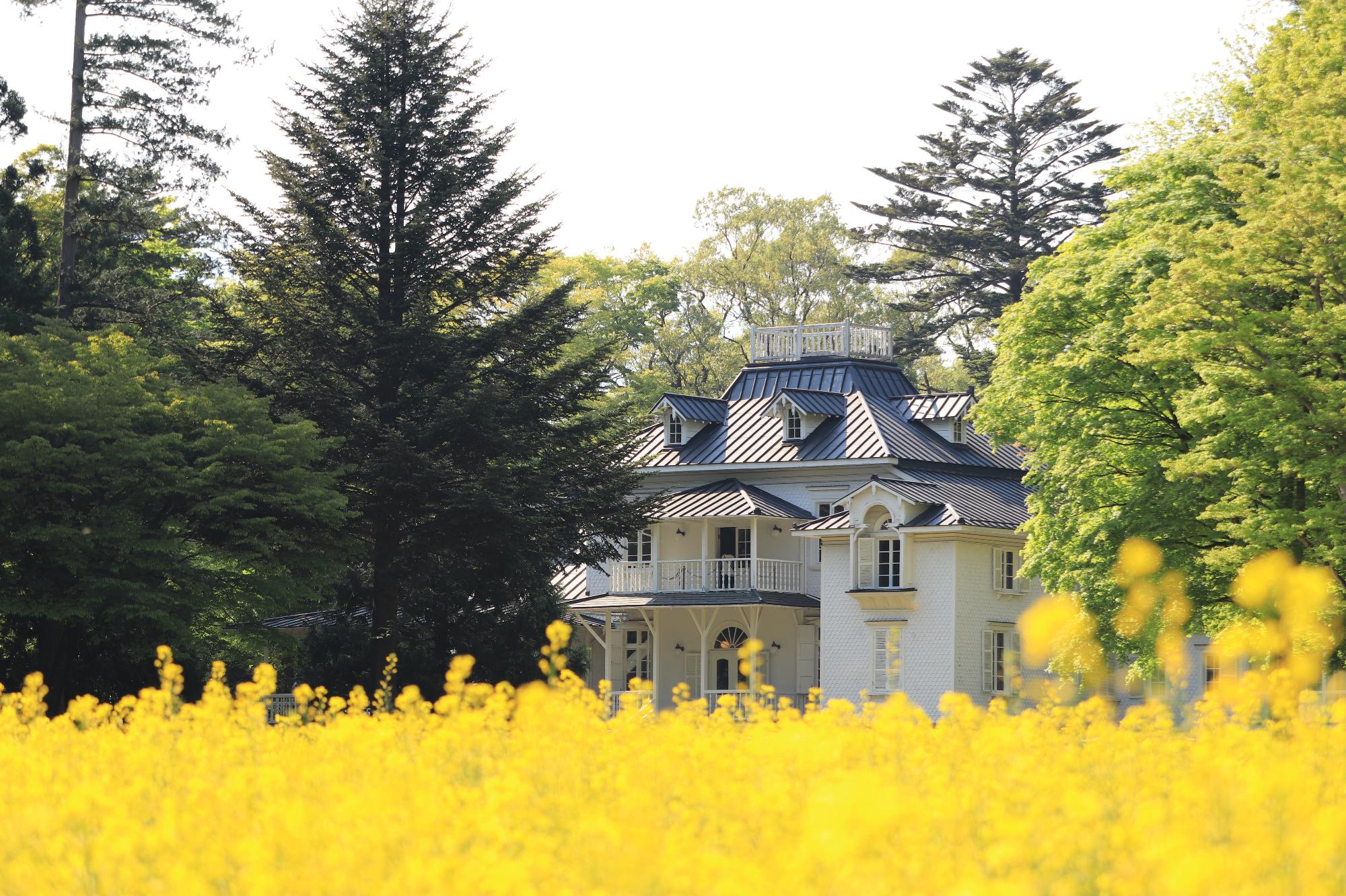 旧青木家那須別邸と道の駅「明治の森・黒磯」ハンナガーデンの菜の花（4月頃）