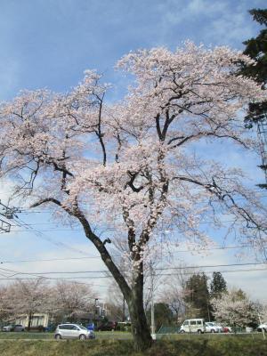 青空に向かって大きく道沿いに咲く旧青木小学校のエドヒガンの写真