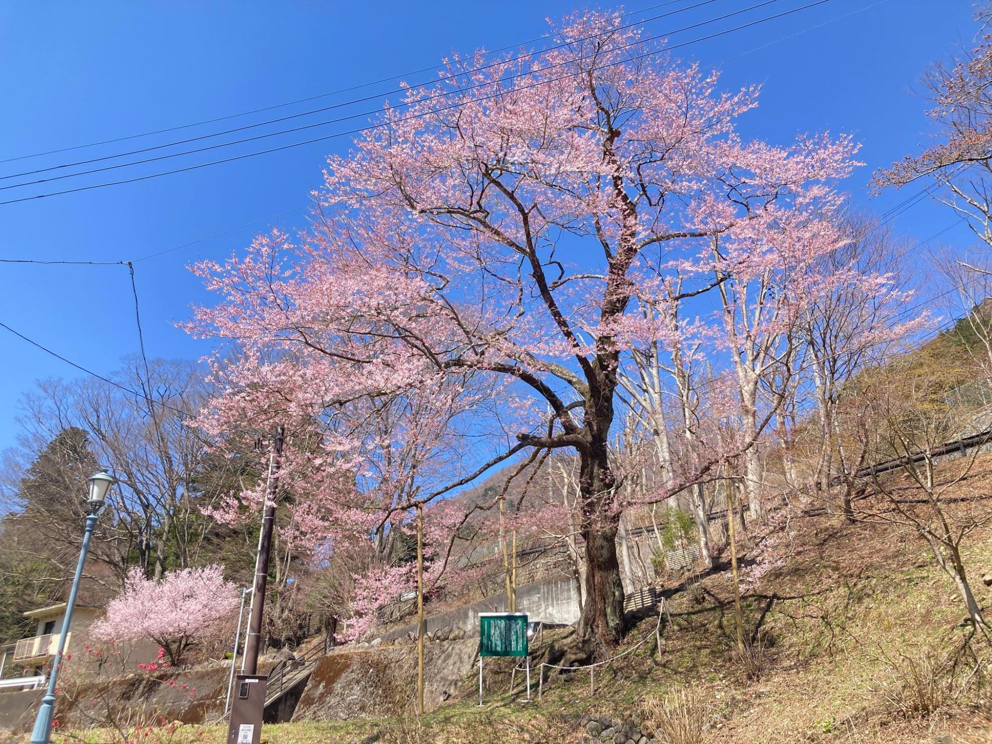 塩原門前の実美桜