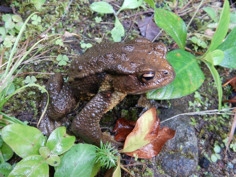草原の上にいる土色のアズマヒキガエルの写真