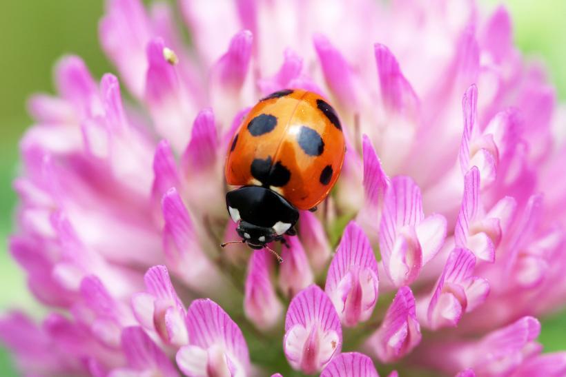 ピンク色の花にとまっているナナホシテントウの写真