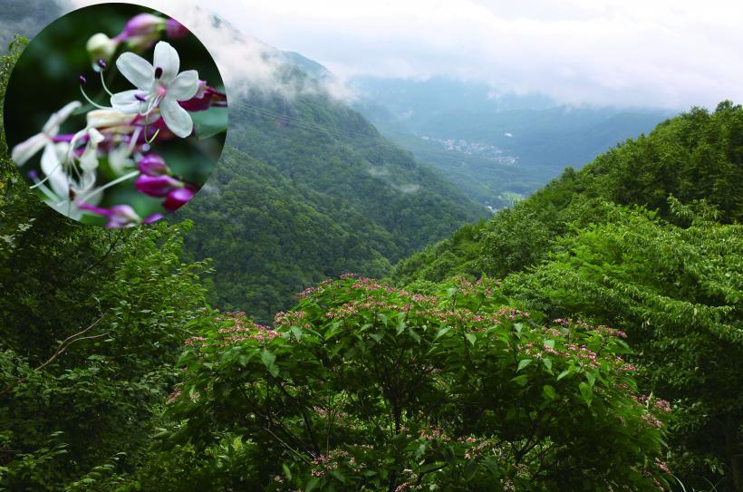 日留賀岳の高い所から撮影した風景とクサギの花の写真