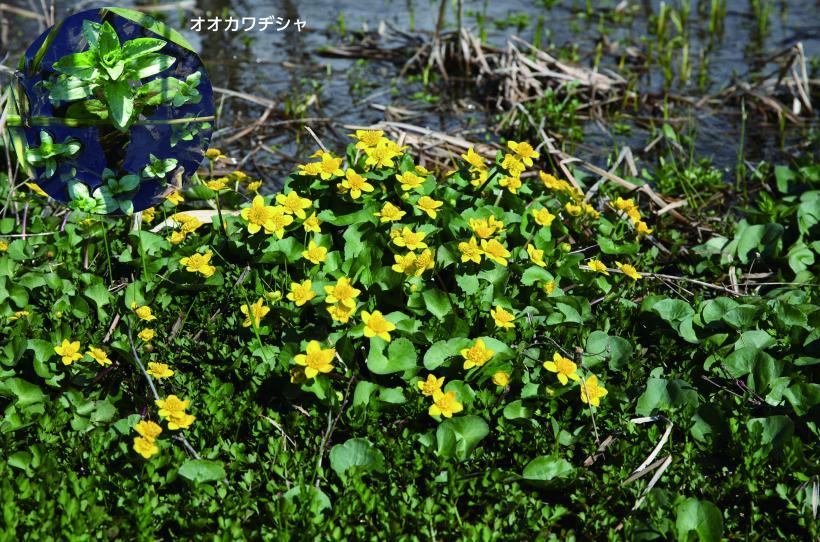 黄色い花びらを咲かせたリュウキンカの写真