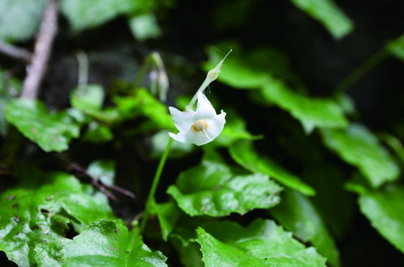 白い花びらのイワタバコの花の写真