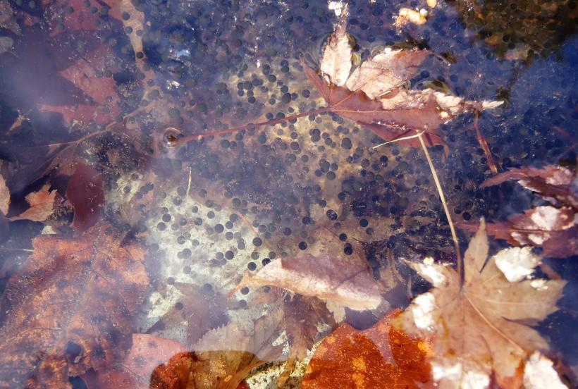 ゴマ粒状の黒色の卵が集まったヤマアカガエルの卵塊の写真