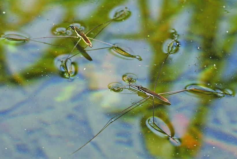 水面を泳ぐ2匹のオオアメンボの写真