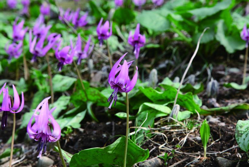 紫色の花びらのカタクリの花の写真