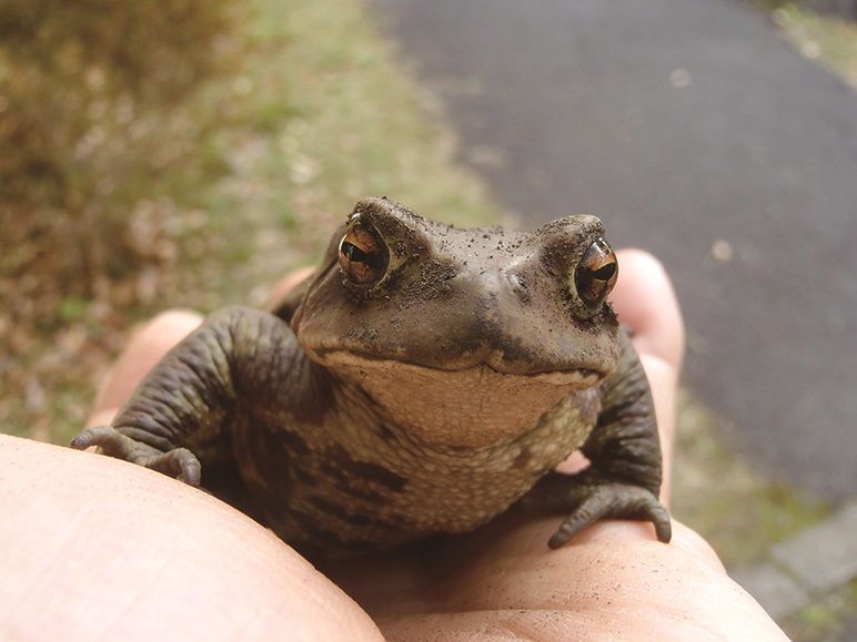 人の手の上に乗った茶色いアズマヒキガエルの写真