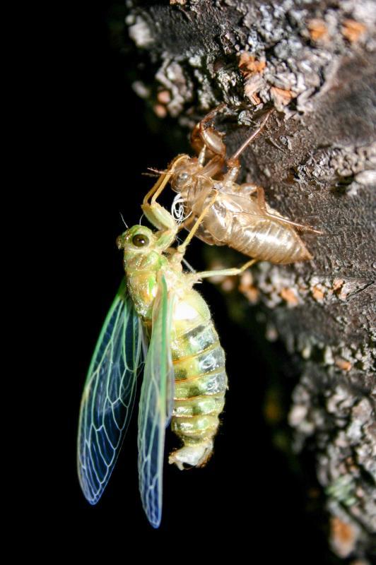 樹にとまって羽化しつつあるエゾハルゼミの写真