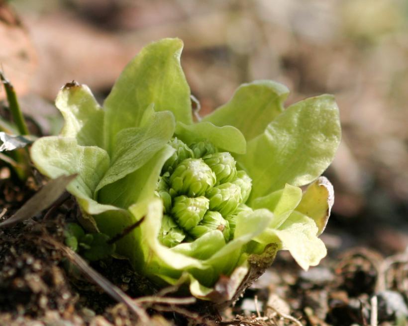 地面に咲いている緑色のフキノトウの写真