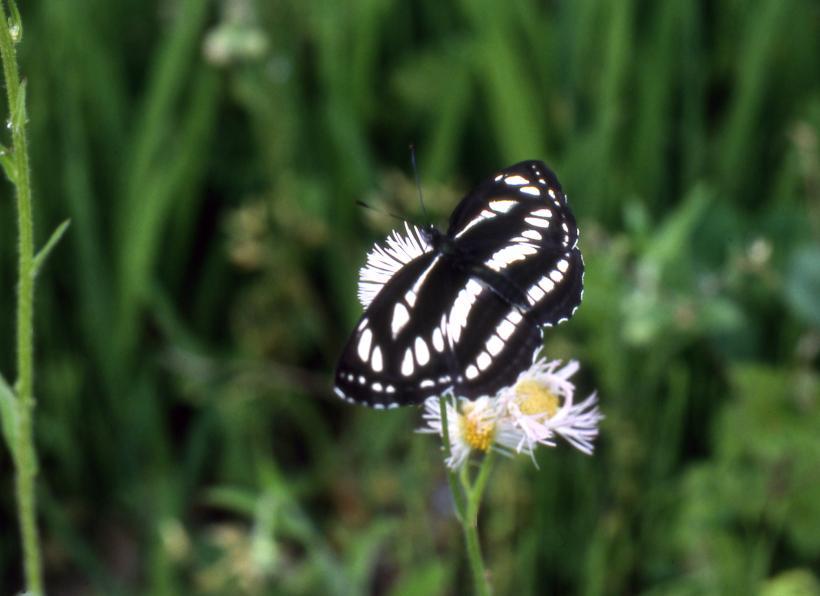 白い花にとまるコミスジの写真