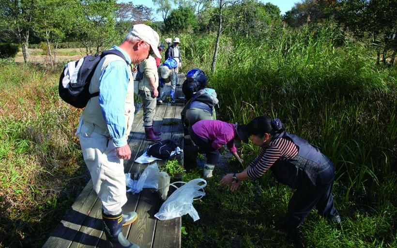 特定外来植物のオオカワヂシャの除去作業をしている写真